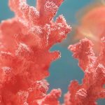Living-Coral-Pantone