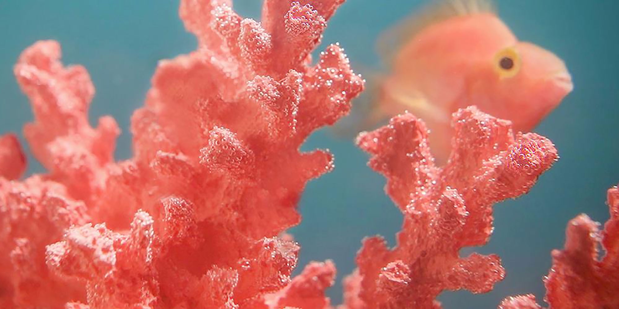 Living-Coral-Pantone