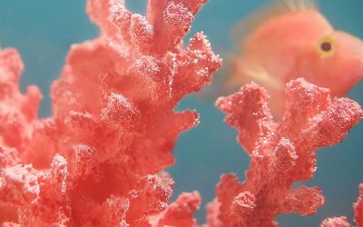 Living Coral è Color of the Year 2019 secondo Pantone