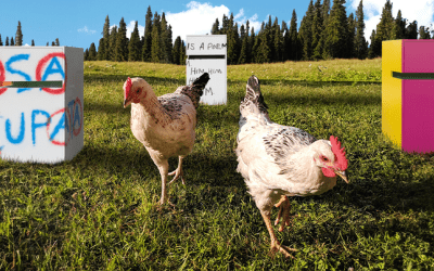 NEW EGG: i pollai domestici di design