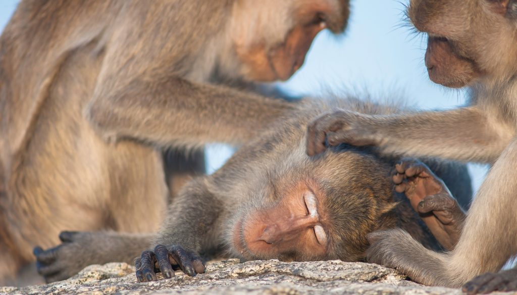 grooming
