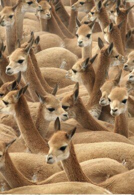 Parecchie vigogne in gruppo