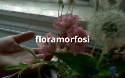 Floramorfosi: i fiori che parlano al cuore