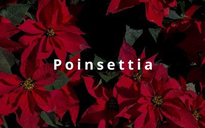Poinsettia: una stella nata dalla terra